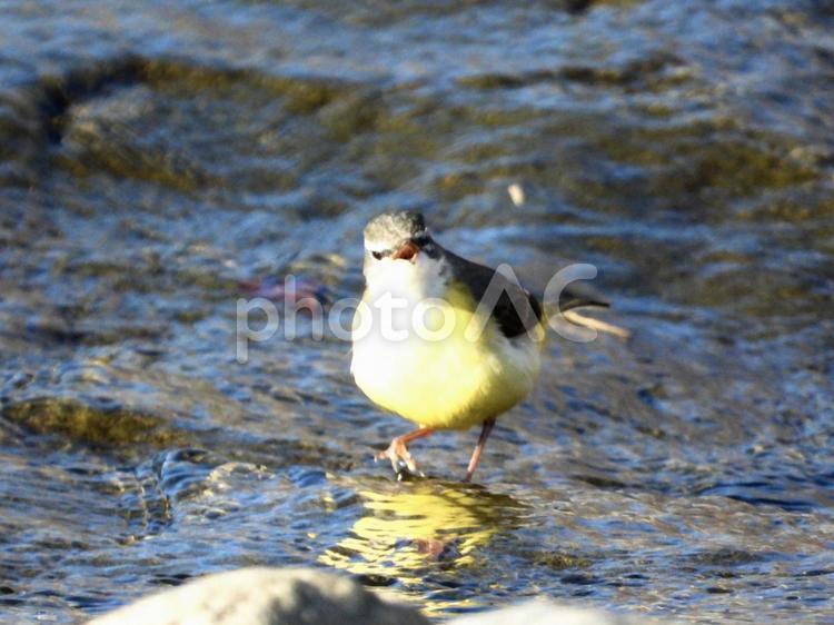 餌を探すキセキレイ 鳥,野鳥,キセキレイの写真素材