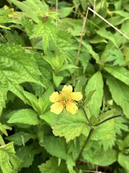 オオダイコンソウの写真