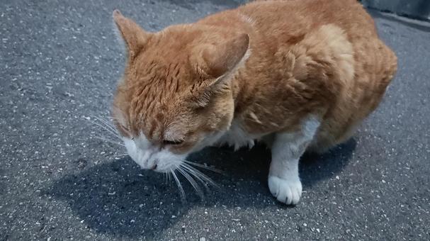 ネコ ネコの写真