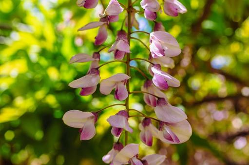 Photo, wisteria of honehata, nagaizumi temple, wisteria trellis, 