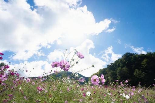 高原に咲くコスモスと青空 高原に咲くコスモスと青空 コスモス,秋桜,高原の写真素材