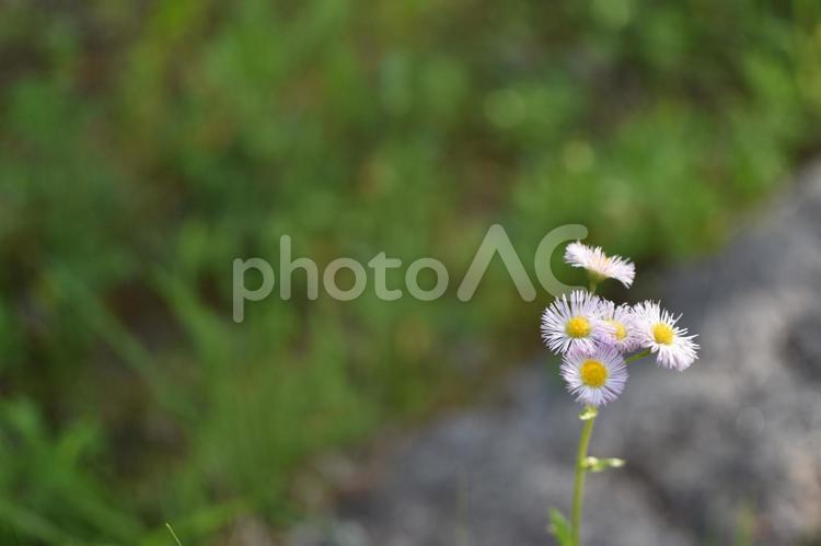 デイジーの白とピンクの花 デイジー,白,ピンクの写真素材