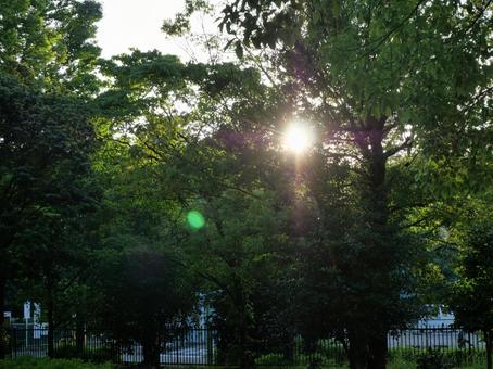夕日 夕日の写真