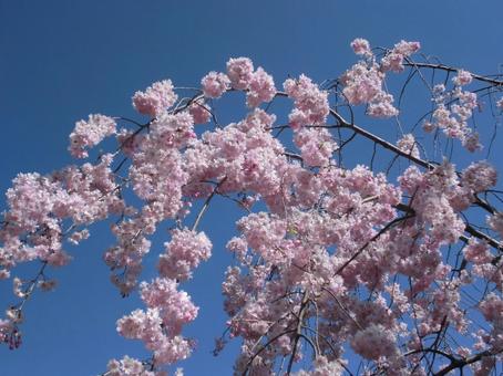Weeping cherry blossom, JPG