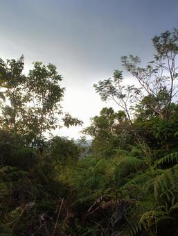 Photo, mountain top, mountain, fern, 
