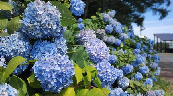 紫陽花 紫陽花 の写真