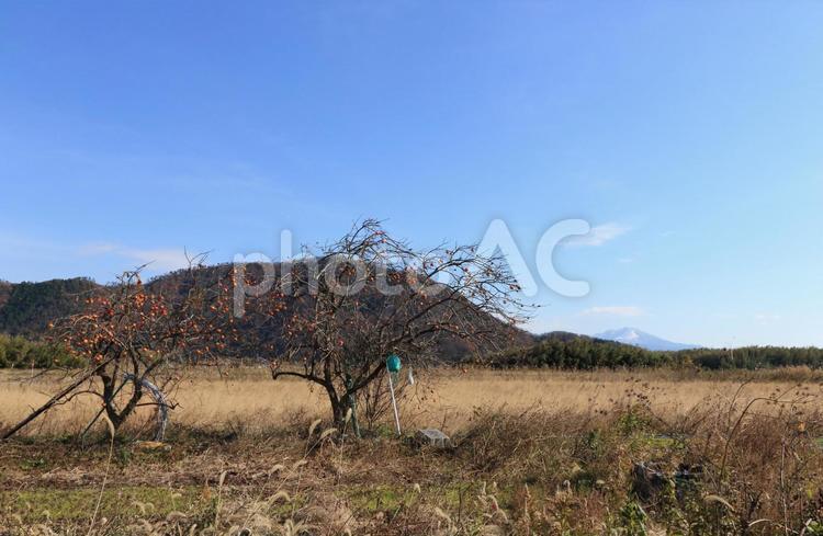 枯れ草が繁る野原に生える柿の木と山の自然風景です 柿,柿の木,柿の実の写真素材