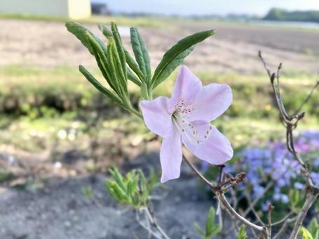薄ピンクのツツジ 薄ピンクのツツジの写真