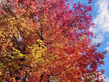 紅葉の街路樹 紅葉,秋,晩秋の写真素材