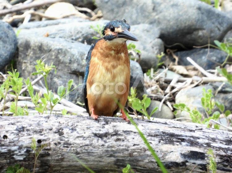 倒木の上に立つカワセミ 鳥,野鳥,カワセミの写真素材