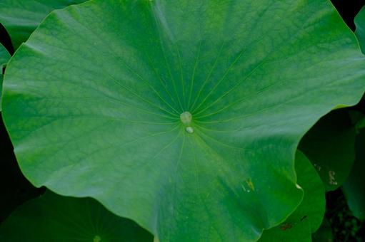 水滴 水滴の写真