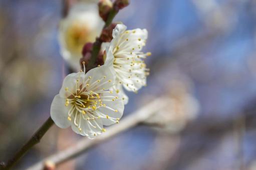 Plum blossoms # 6, plum blossom, plum, natural, JPG