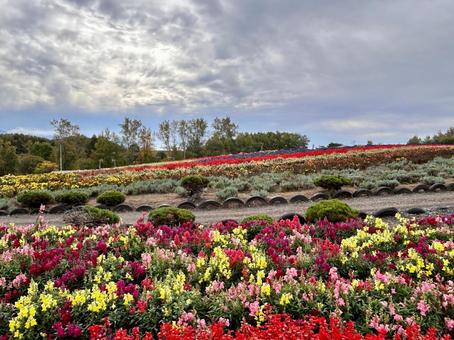 Photo, hokkaido, biei-cho, attractions, 
