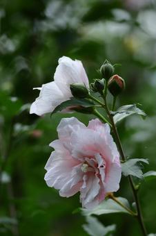 夏の茶室を彩る 夏の茶室を彩る 木槿,花,アオイ科の植物の写真素材