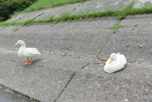 鞍ヶ池公園の鳥　アヒル 鳥,野生の鳥,鞍ヶ池公園の写真素材