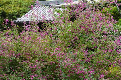 浄光明寺の秋の萩 浄光明寺の秋の萩 鎌倉,浄光明寺,萩の写真素材