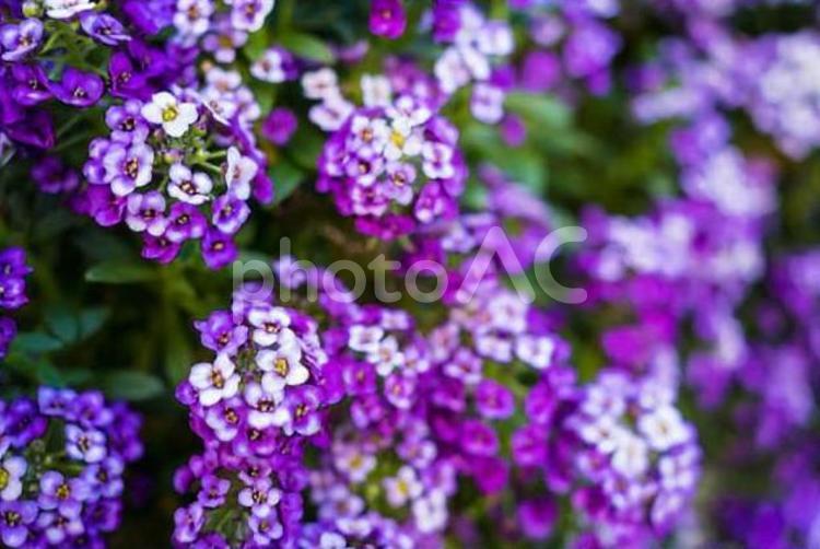 白と紫の美しい花 紫,花,白の写真素材