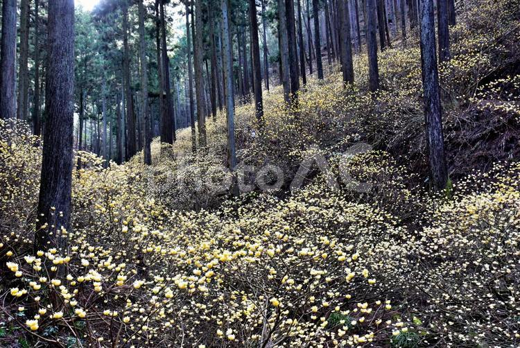 森の妖精、ミツマタの花 花,みつまた,ミツマタの写真素材