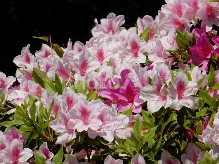 【花の写真】ツツジの花 ツツジ,つつじ,躑躅の写真素材