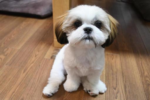 シーズー 子犬 シーズー 子犬の写真