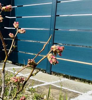 ブルーベリーの花のつぼみ ブルーベリーの花のつぼみの写真