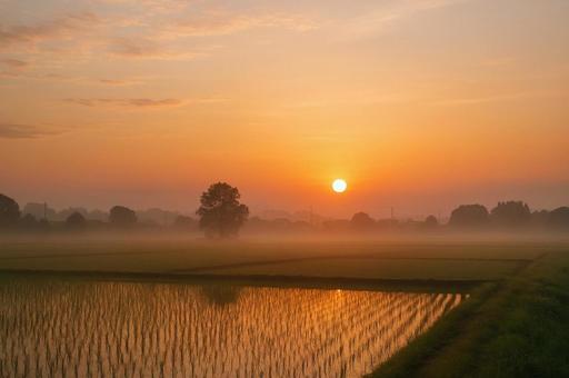 霧の田んぼと朝焼けの写真