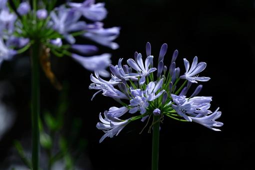 Photo, agapanthus, purple clam, murasaki kunsiran, 