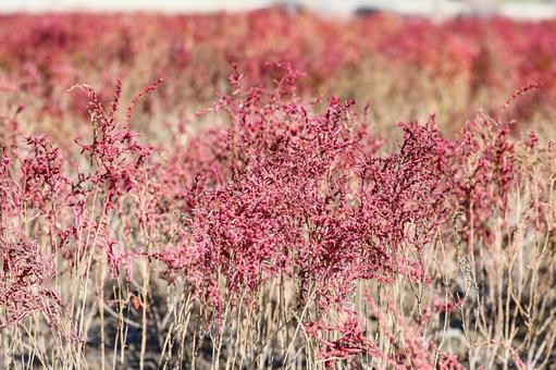 海の紅葉　シチメンソウ 紅葉,海岸,シチメンソウの写真素材