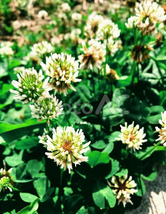 シロツメクサ 白詰草,花,クローバーの写真素材