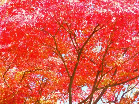 真っ赤な紅葉 真っ赤な紅葉の写真