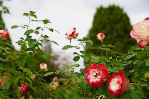 バラ　秋の写真