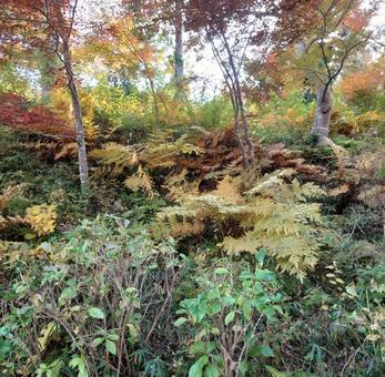 紅葉の山道 紅葉の山,山道,熊の写真素材
