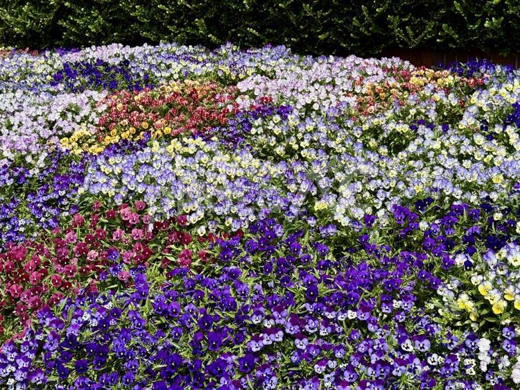 日比谷公園　小音楽堂前の花壇 霞ヶ関,千代田区,都会の写真素材