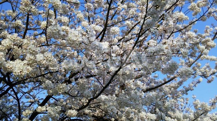 与野中央公園の桜 桜,与野中央公園,埼玉県さいたま市の写真素材