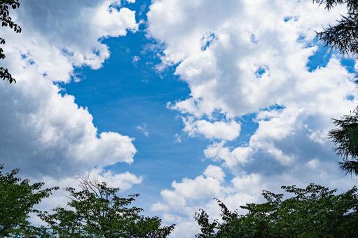 新緑と青空 新緑と青空の写真