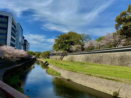 晴れた日の桜と川 晴れた日の桜と川 晴れ,川,桜の写真素材