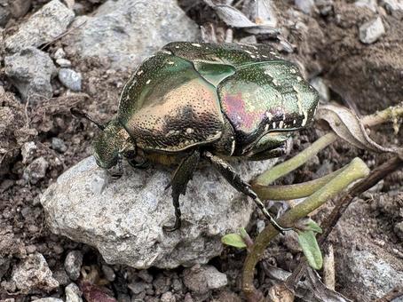 シロテンハナムグリ 10 シロテンハナムグリ 10 白点花潜,シロテンハナムグリ,コガネムシ科の写真素材
