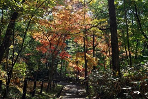 成田山公園の紅葉と遊歩道 千葉県成田市,成田山公園,紅葉狩りの写真素材