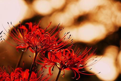 秋:彼岸花 秋:彼岸花 彼岸花,花,曼珠沙華の写真素材