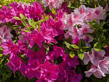 Azalea flower, JPG Azalea flower, JPG