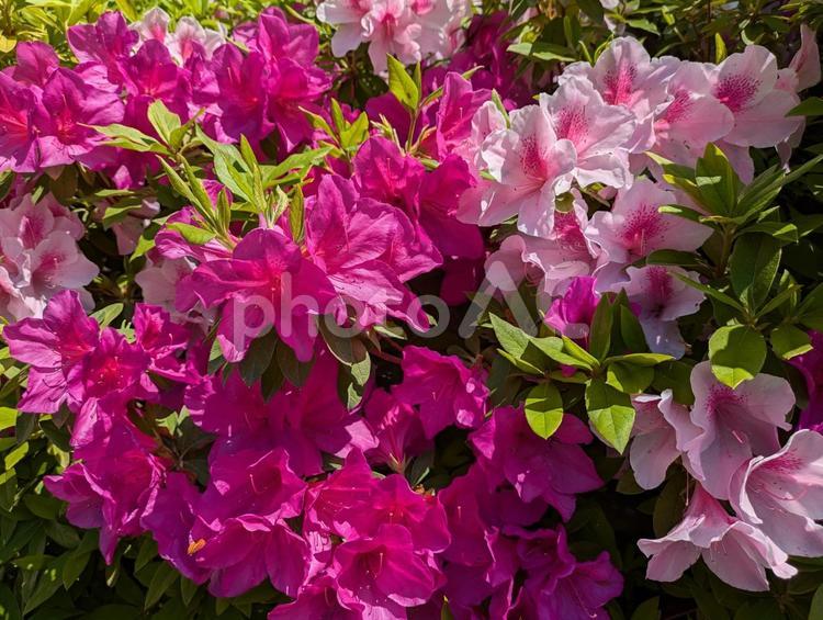 つつじ　ツツジ　花 ツツジ,つつじ,花の写真素材