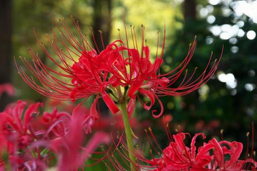 日陰の彼岸花 彼岸花,曼珠沙華,花の写真素材