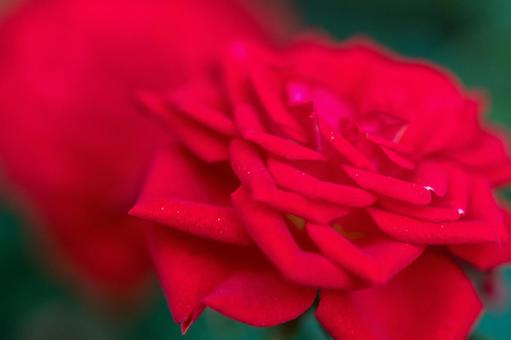 薔薇 薔薇の写真