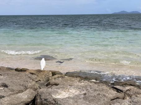 海辺の白い鳥 海辺の白い鳥の写真