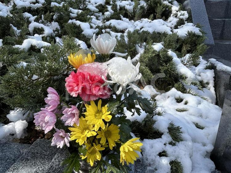 季節外れの雪3 雪,ゆき,植木の写真素材