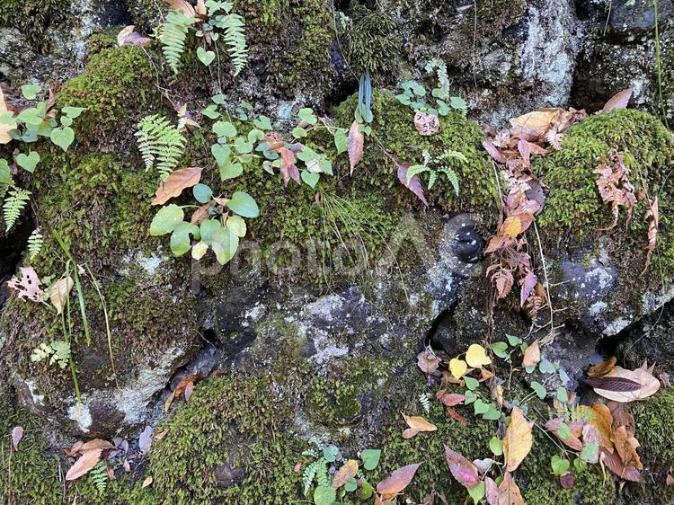 石垣と苔と落ち葉 苔,自然,11月の写真素材