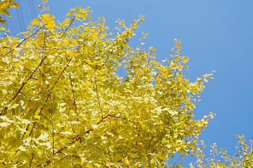 爽やかな秋の空と銀杏の黄葉 風景,景色,自然界の写真素材