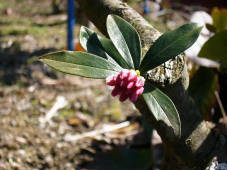 ツツジ　蕾の写真