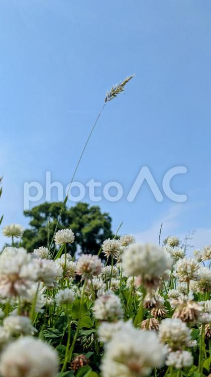 穏やかな日差しとシロツメクサ 花,白い花,シロツメクサの写真素材