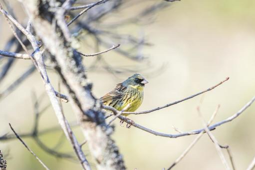 枝間に佇む小鳥 野鳥,小鳥,鳥の写真素材